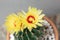 A cactus and yellow flower in a pot with nature bokeh background. Echinofossulocactus Phyllacanthus Lawr. in Loudon