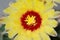 A cactus and yellow flower in a pot with nature bokeh background. Echinofossulocactus Phyllacanthus Lawr. in Loudon