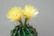 A cactus and yellow flower in a pot with nature bokeh background. Echinofossulocactus Phyllacanthus Lawr. in Loudon