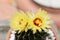 A cactus and yellow flower in a pot with nature bokeh background. Echinofossulocactus Phyllacanthus Lawr. in Loudon