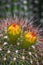 Cactus with Yellow and Red Flower Buds