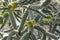 Cactus with young yellow shoots in the summer garden