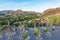 Cactus and yucca plants in a desert garden