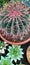 Cactus ðŸŒµ flowers botany garden green color shop flora
