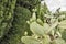 Cactuses in botanical garden