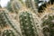 Cactuses cacti closeup in nature