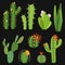 Cactuses. Cactus flower collection, exotic summer green cacti plants without pots with red and pink blossoms, desert