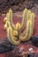 Cactuses in the Cactus garden, Lanzarote, Canary Islands, Spain