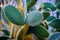 Cactuses close-up. Opuntia pads, prickly pear cactus, exotic botanical background