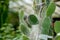 Cactuses close-up. Opuntia pads, prickly pear cactus, exotic botanical background