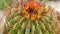 Cactuses closeup in natural conditions Ken burns effect