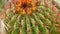 Cactuses closeup in natural conditions Ken burns effect