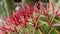 Cactuses closeup in natural conditions Ken burns effect