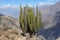 Cactuses in Colca Canyon near Chivay, Peru.