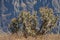 Cactuses in Colca Canyon near Chivay, Peru.