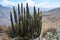 Cactuses in Colca Canyon near Chivay, Peru.