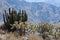 Cactuses in Colca Canyon near Chivay, Peru.