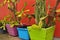 Cactuses in colourful pots