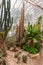 Cactuses in greenhouse