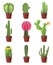 Cactuses icons