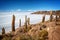 Cactuses in Incahuasi island, Salar de Uyuni salt flat, Potosi Bolivia