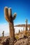 Cactuses in Incahuasi island, Salar de Uyuni  salt flat, Potosi Bolivia