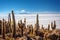 Cactuses in Incahuasi island, Salar de Uyuni  salt flat, Potosi, Bolivia
