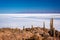 Cactuses in Incahuasi island, Salar de Uyuni salt flat, Potosi Bolivia