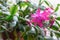 Cactuses known as schlumbergera, blooming succulents for home  and offices