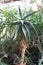 Cactuses of large sizes and various shapes grow in the greenhouse