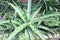 Cactuses of large sizes and various shapes grow in the greenhouse