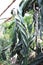 Cactuses of large sizes and various shapes grow in the greenhouse