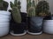 Cactuses, many, in pot