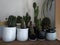 Cactuses, many, in pots