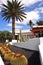 Cactuses and palm trees on spanish volcanic island Lanzarote