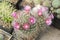 Cactuses pink blooms