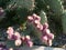 Cactuses with pink buds ready to burst