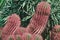 cactuses. pink and green