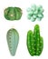 Cactuses plants. Decorative realistic succulent green indoor botanical growing plants different forms vector pictures