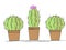 Cactuses in the pot