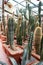 Cactuses in pots grow in a closed greenhouse