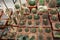 Cactuses in pots grow in a closed greenhouse