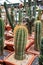 Cactuses in pots grow in a closed greenhouse