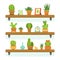 Cactuses in pots stand on the shelves. Decorative plants set isolate on white background. Vector illustrations set
