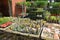 Cactuses for sale on the street