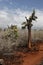 Cactuses on Santa-cruz island