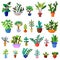Cactuses set with many flowers, vector illustration