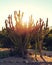 Cactuses at sunset in the desert