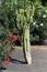 Cactuses in a tropical garden in Lanzarote. Lanza