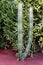 Cactuses in a tropical garden in Lanzarote. Lanza